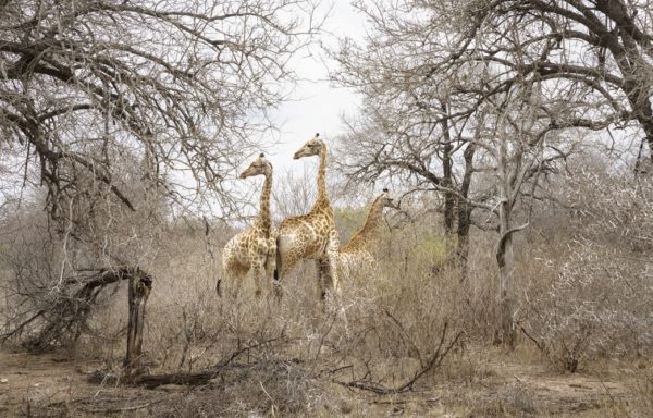 Giraffe nel Parco del Grande Limpopo. Foto di Andrea Frazzetta