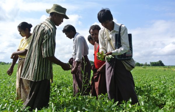 Sviluppo agricolo in Myanmar