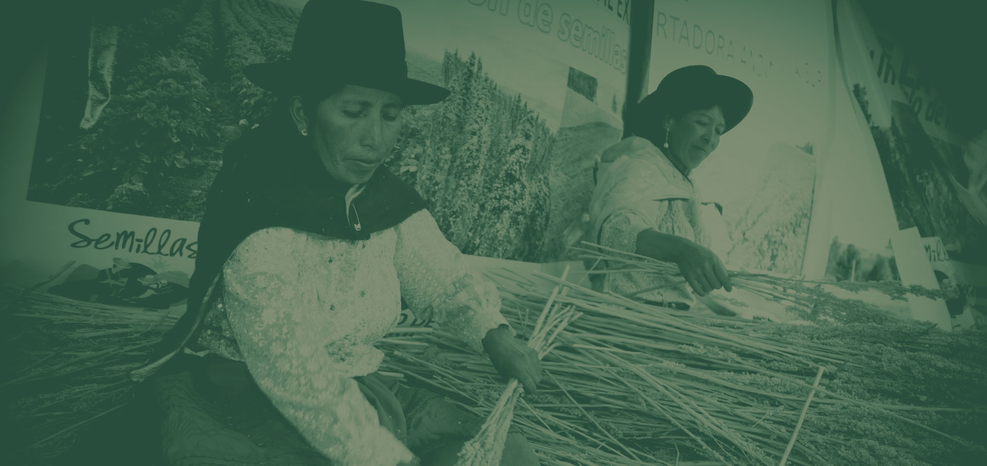 Quinoa, l’oro delle Ande