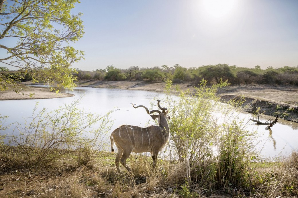 Parco del Limpopo, Sudafrica. Foto di Andrea Frazzetta.