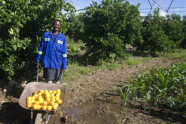 Arance in Zimbabwe - foto di Giovanni Diffidenti