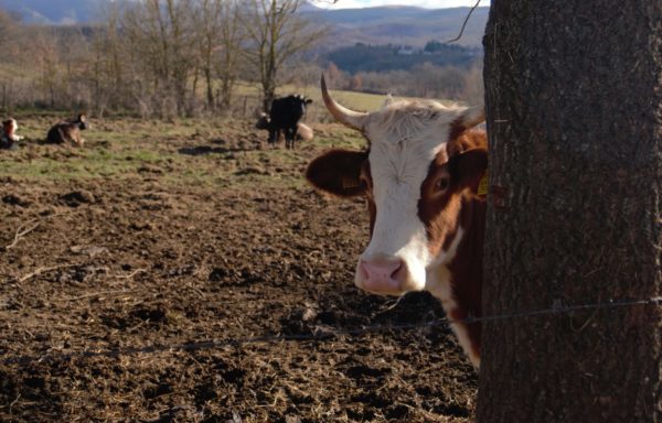 Le mucche da latte sono alla base dell'economia di Amatrice.