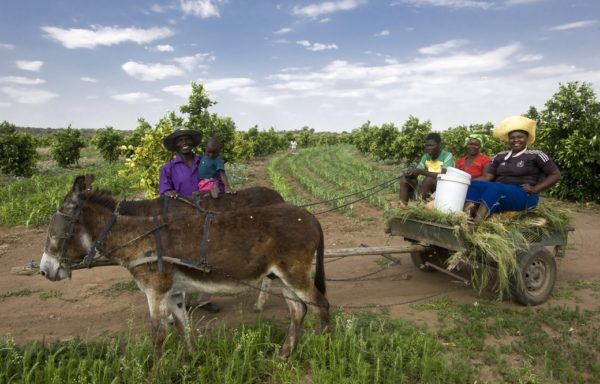 Zimbabwe - Foto di Giovanni Diffidenti