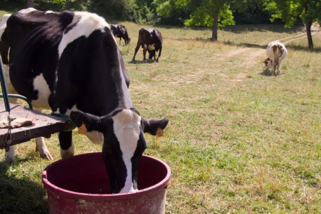 Cesvi ha avviato a d Amatrice un progetto a supporto degli agricoltori e allevatori colpiti dal terremoto.