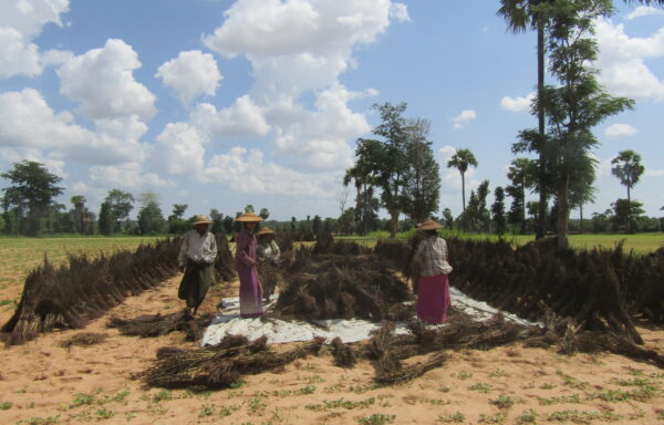 A group of farmers in the Dry Zone, Myanmar