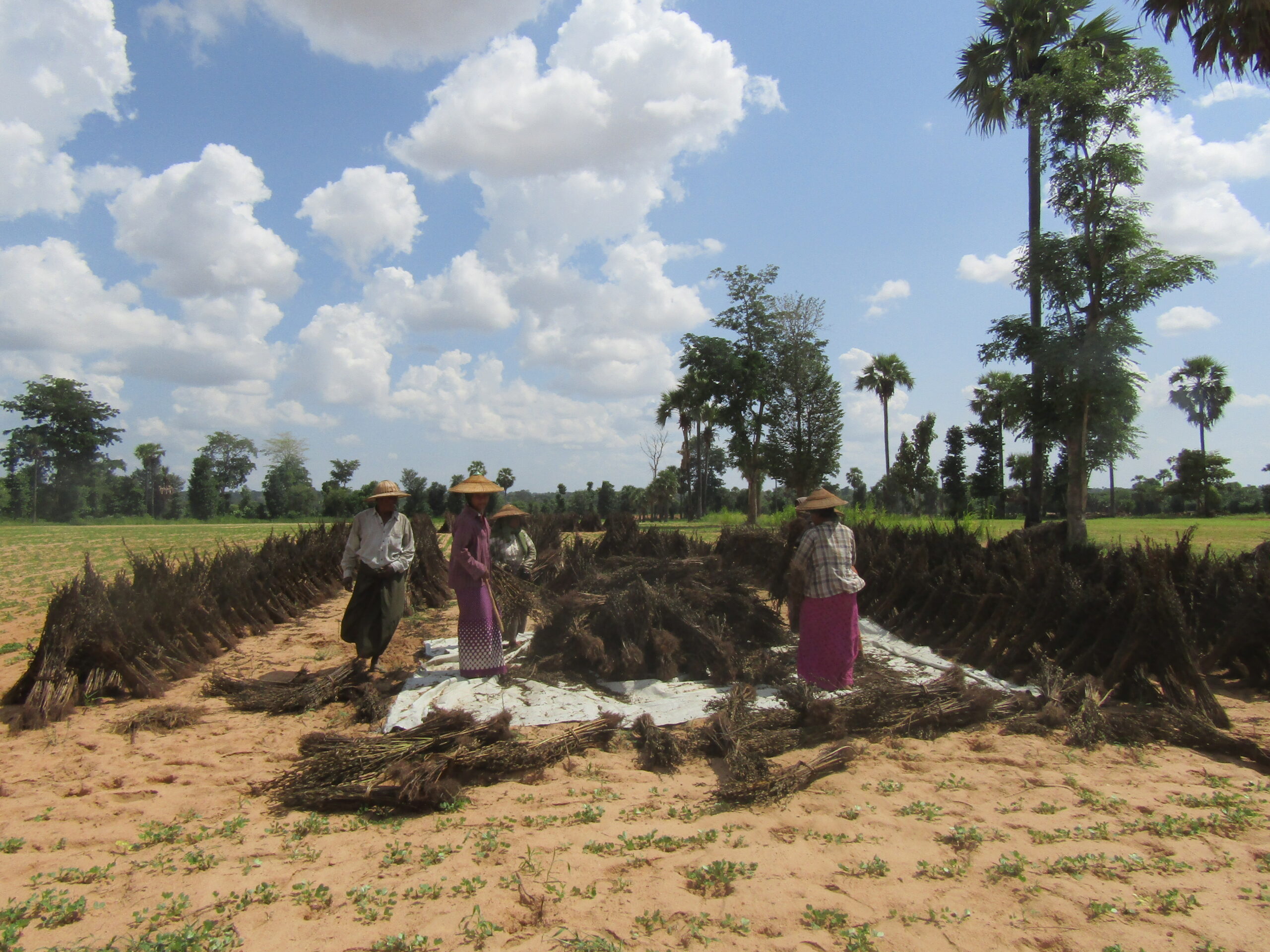 A group of farmers in the Dry Zone, Myanmar